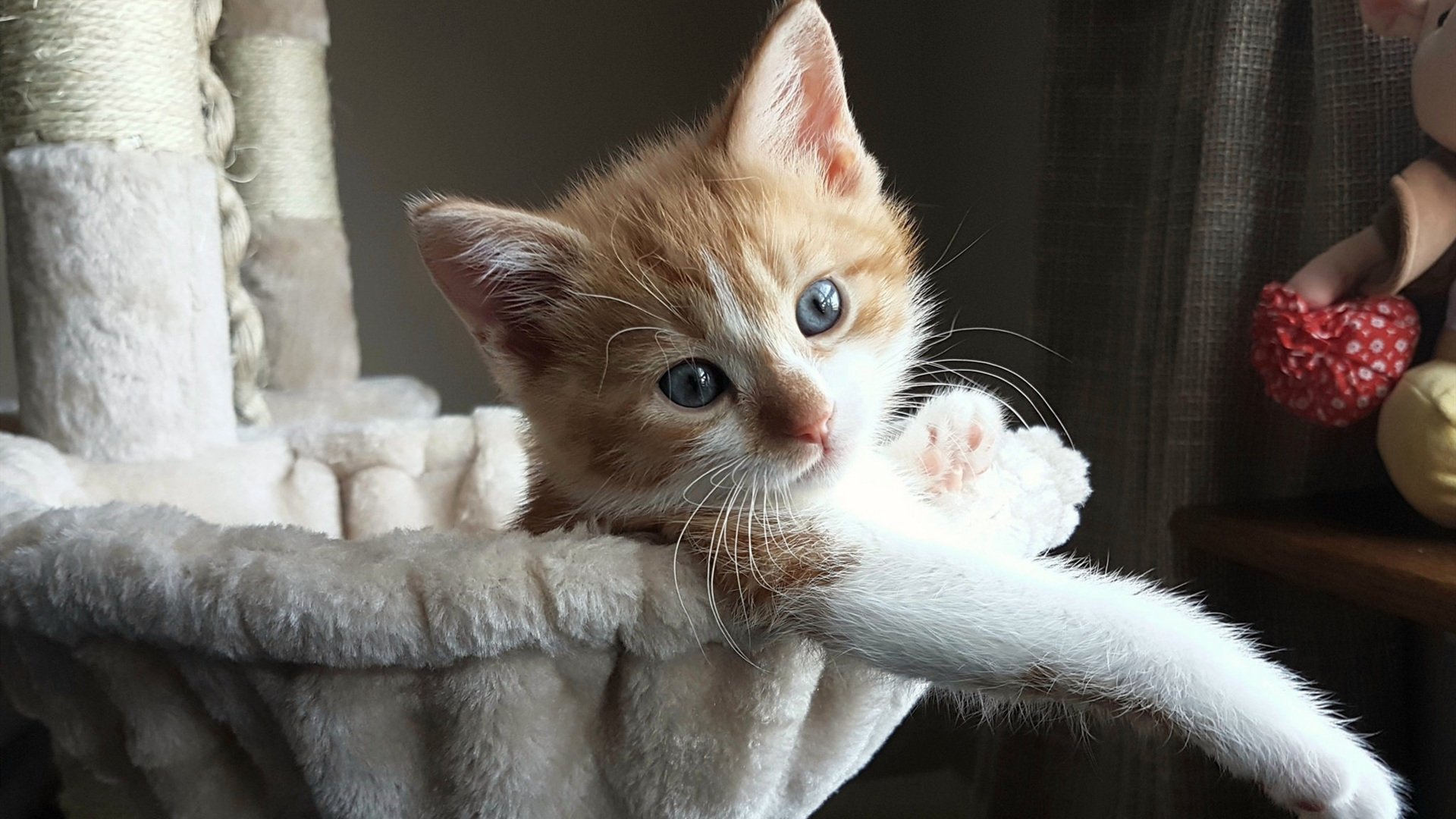 西班牙小组对手主帅盛赞其组织能力，西班牙队队员