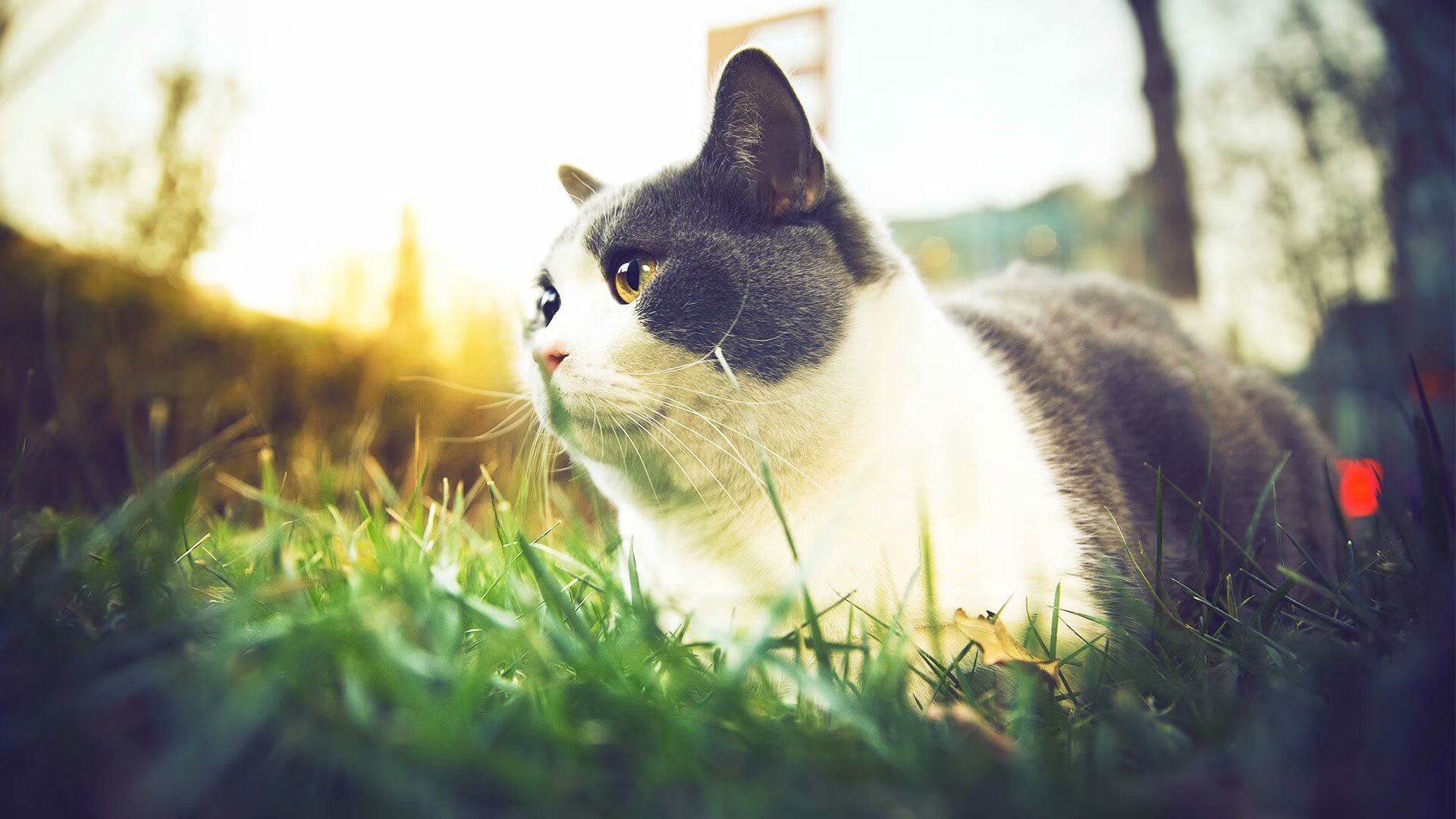 英国队神奇逆转,擒下法国队胜利,英国法国足球