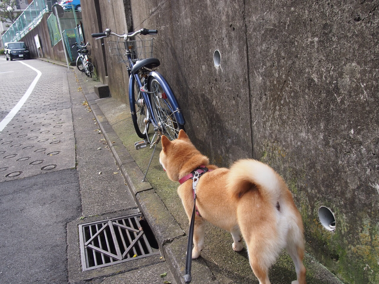 长远看好女子橄榄球发展空间,女子橄榄球2021